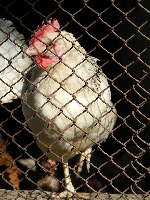 2026世界杯梅西有望超越克洛泽，因差距仅3球且小组赛好签，有望打破历史射手王纪录。